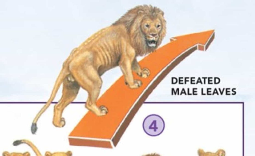 Defeated male lion leaves book art
