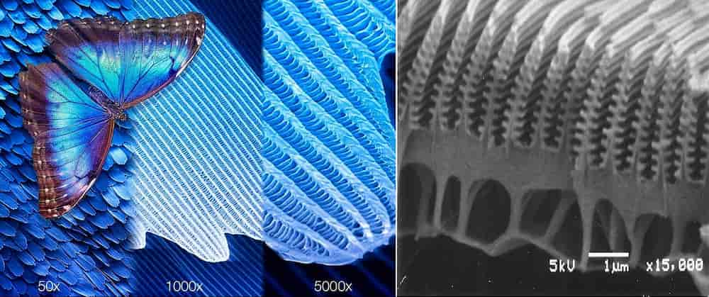 Blue butterfly wings under a microscope